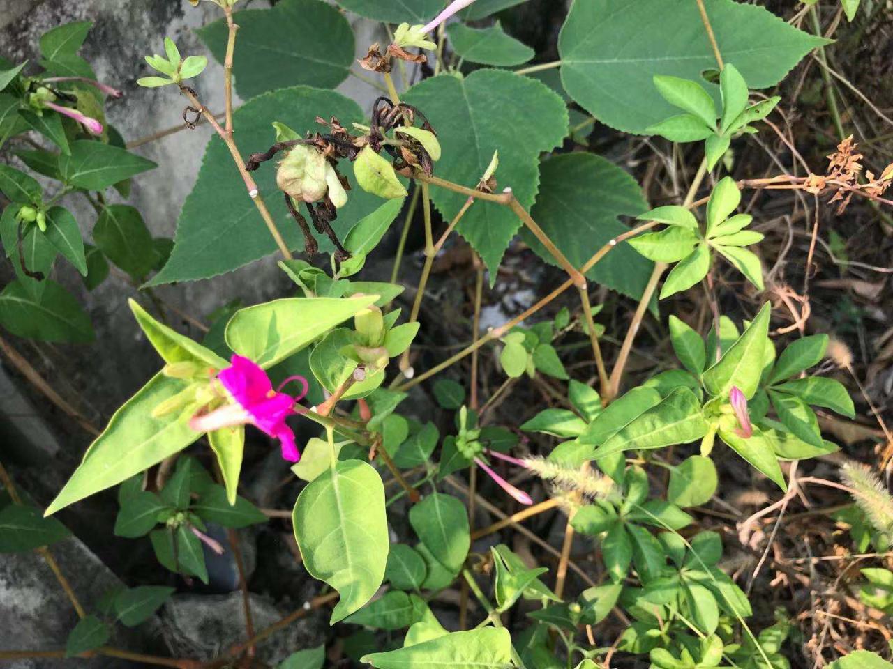 紫茉莉的功效与作用 植物与健康 第3张