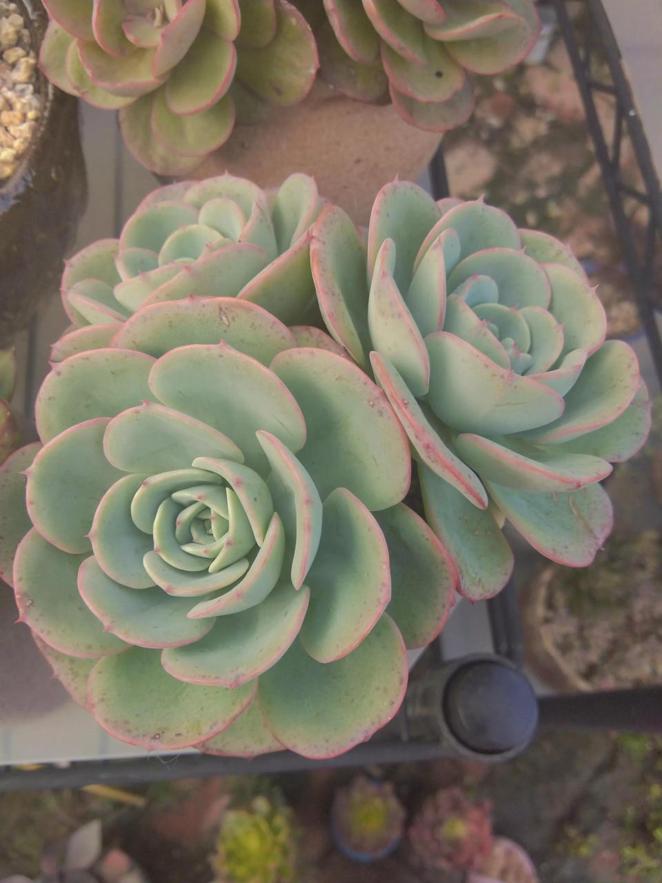 多肉怎么移植到花盆里（刚到的多肉怎么上盆） 多肉植物 第2张