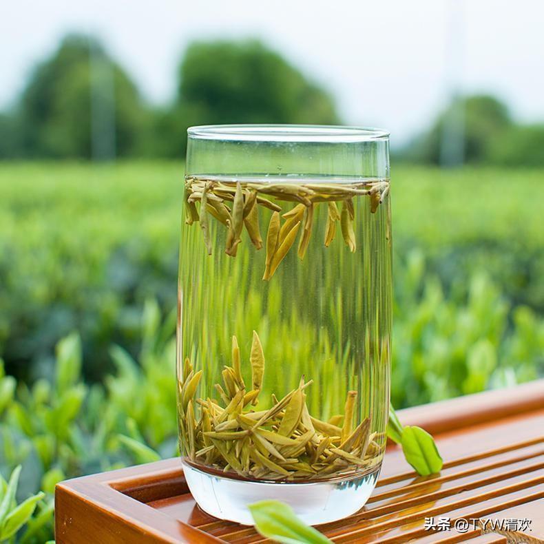 黄茶有哪些品种（黄茶分为哪三大类） 植物百科 第2张