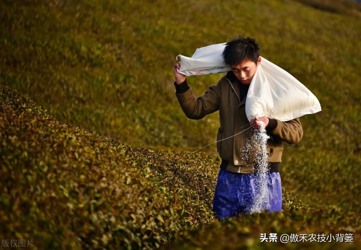 氮肥是什么肥（常见氮肥的分类、肥料特性与正确使用方法） 养花知识 第6张