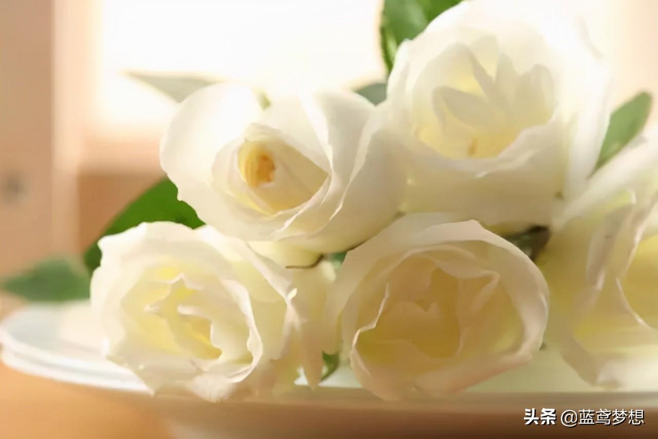 白玫瑰花语是什么（男生送女生白玫瑰什么意思） 植物百科 第1张