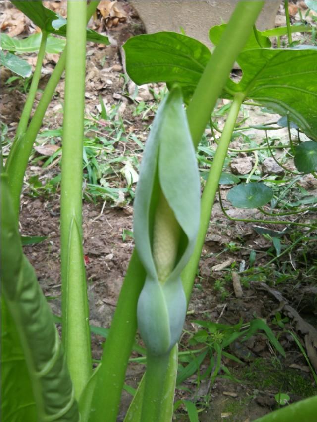 滴水观音会开花吗（滴水观音什么时候开花） 绿植养护 第1张