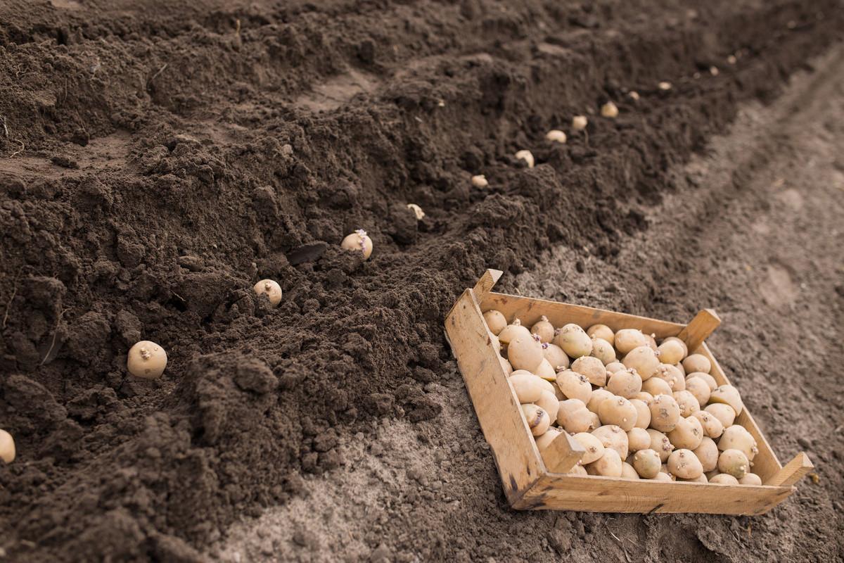 土豆什么时候种最合适（马铃薯种植时间和方法） 绿植养护 第3张