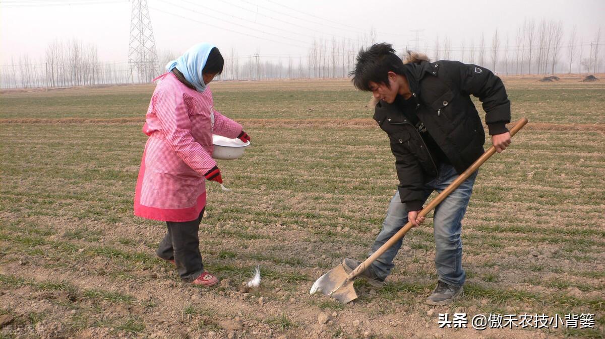 氮肥是什么肥（常见氮肥的分类、肥料特性与正确使用方法） 养花知识 第5张