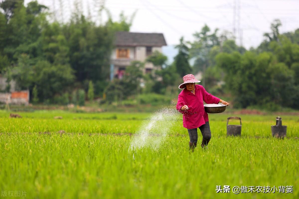 氮肥是什么肥（常见氮肥的分类、肥料特性与正确使用方法） 养花知识 第13张