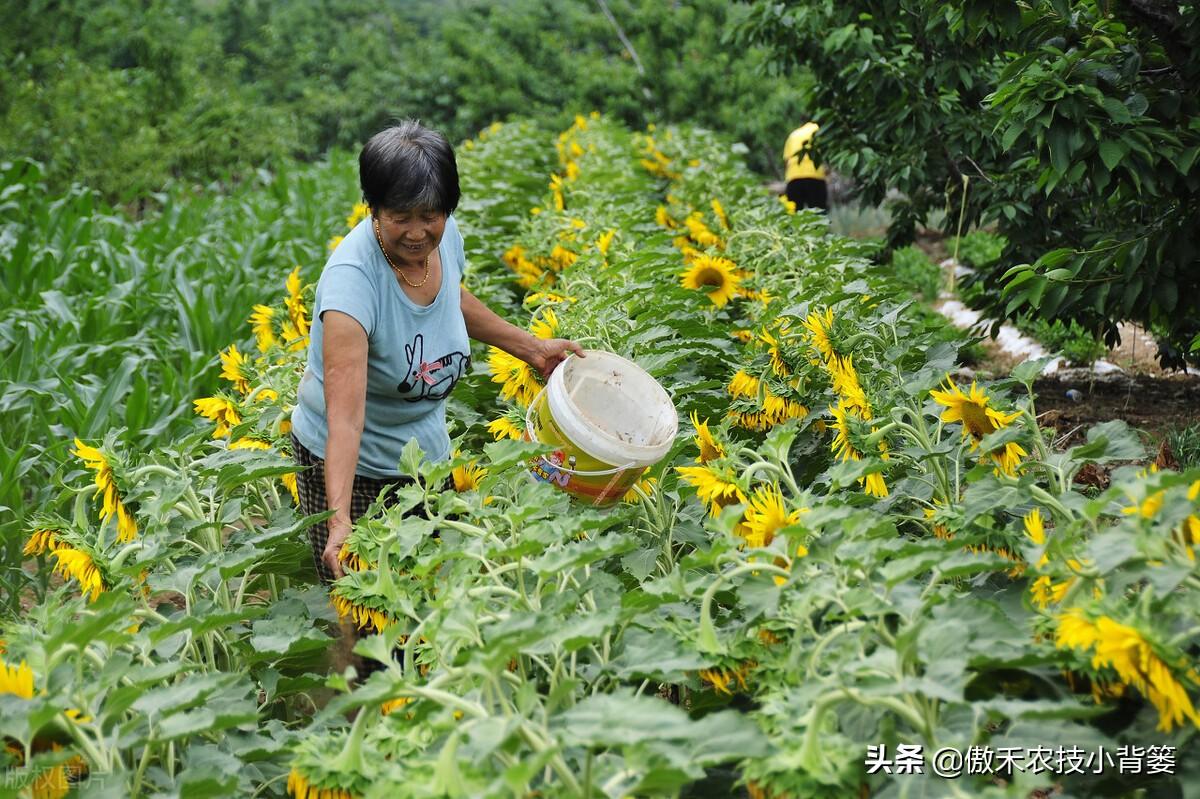 氮肥是什么肥（常见氮肥的分类、肥料特性与正确使用方法） 养花知识 第15张