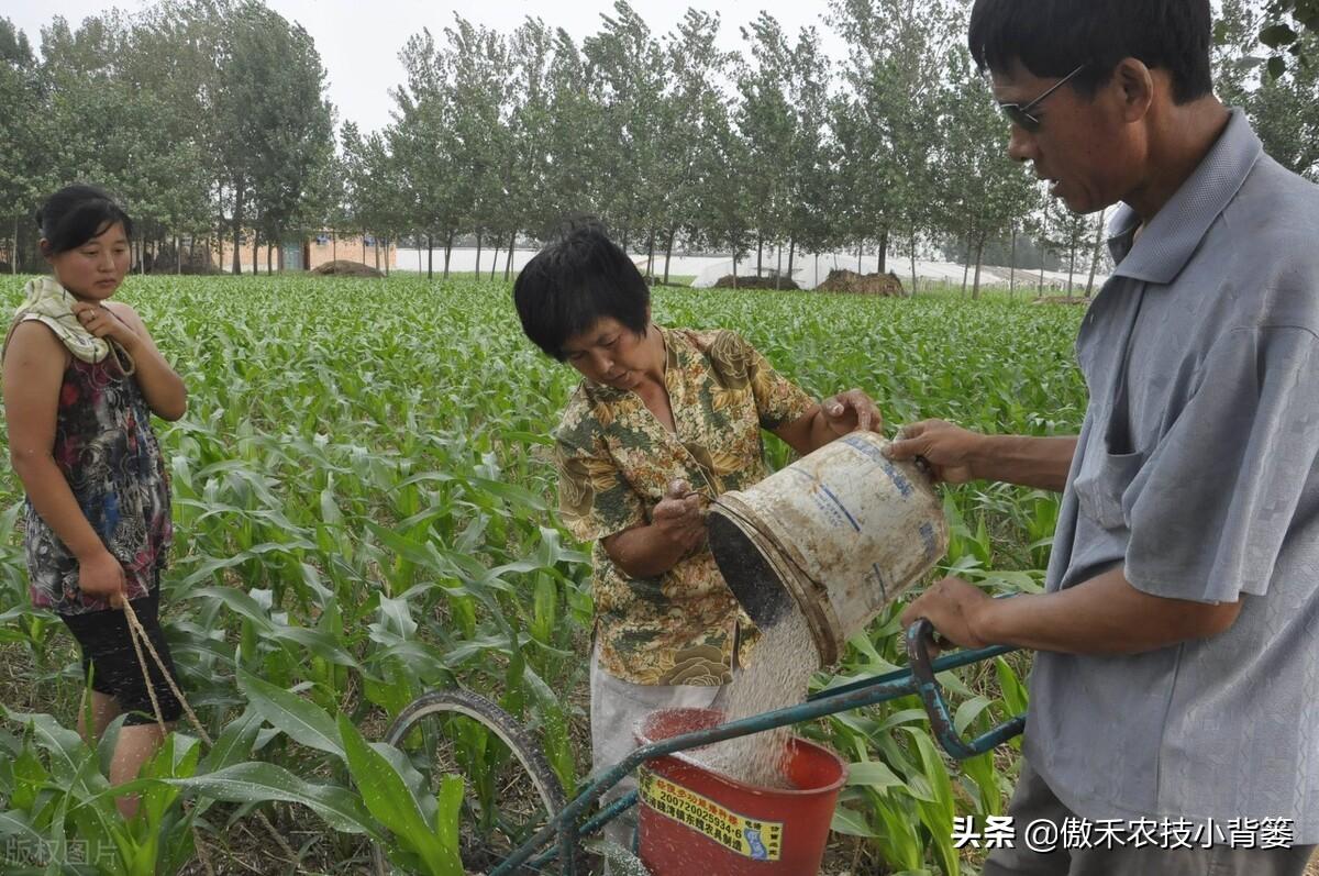 氮肥是什么肥（常见氮肥的分类、肥料特性与正确使用方法） 养花知识 第3张