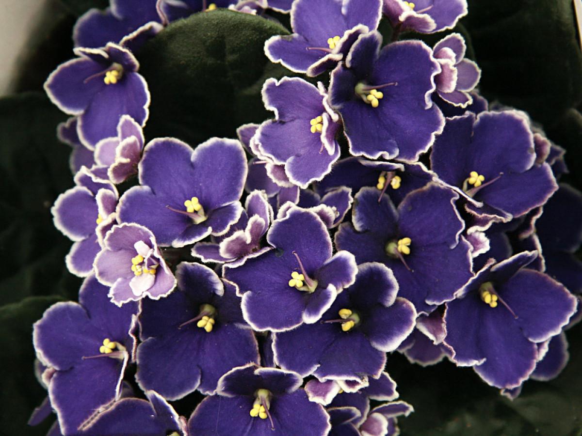 紫罗兰的养殖方法和注意事项 养花知识 第5张