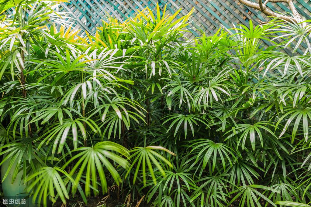 棕竹的养殖方法和注意事项 绿植养护 第1张