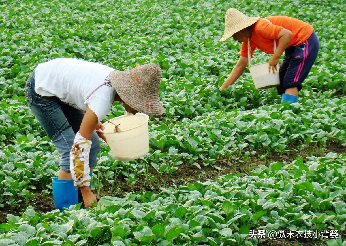 氮肥是什么肥（常见氮肥的分类、肥料特性与正确使用方法） 养花知识 第8张