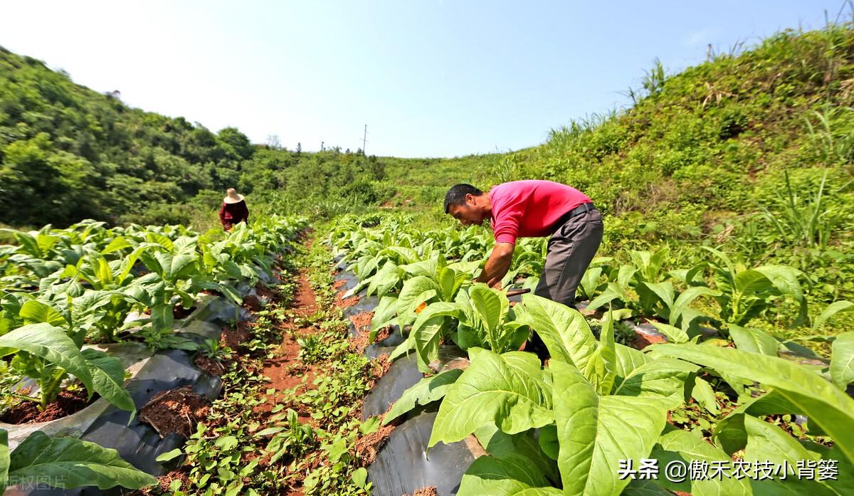 氮肥是什么肥（常见氮肥的分类、肥料特性与正确使用方法） 养花知识 第17张