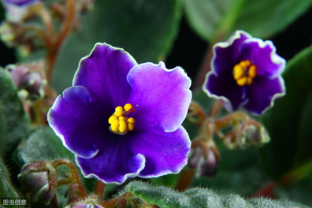 紫罗兰怎么养家庭养法（紫罗兰的养殖方法） 养花知识 第1张