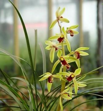 蘭花葉子發黃怎麼處理(蘭花黃葉是什麼原因怎樣處理) 養花知識 第4張