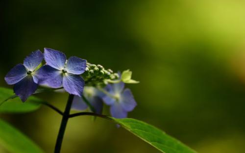 紫罗兰什么时候开花，紫罗兰不开花的原因和解决办法 养花知识 第6张