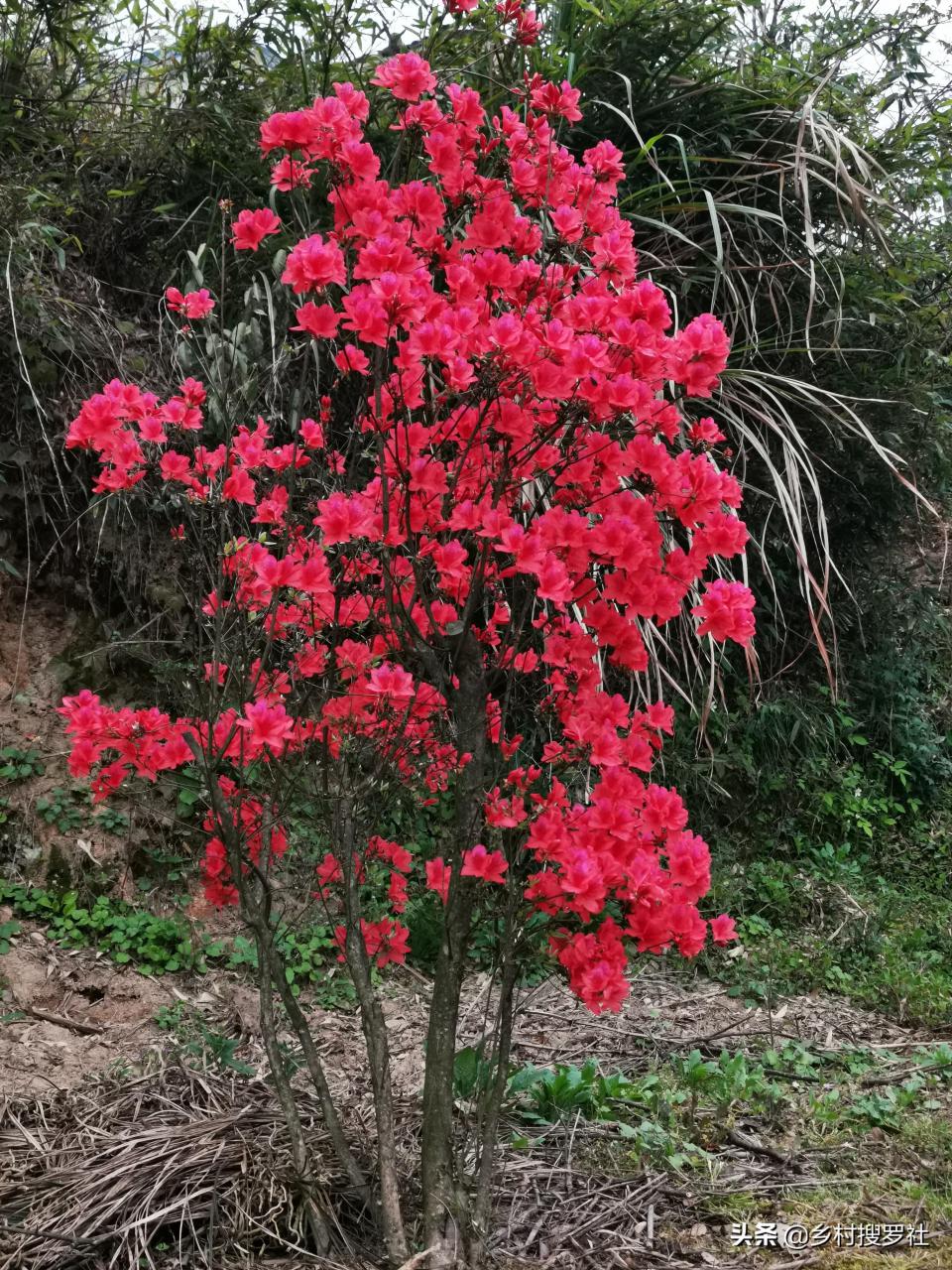 映山红怎么栽成活率高（映山红移栽种植注意事项） 养花知识 第4张