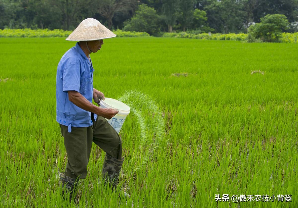 氮肥是什么肥（常见氮肥的分类、肥料特性与正确使用方法） 养花知识 第10张