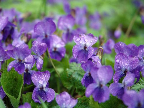 紫罗兰什么时候开花，紫罗兰不开花的原因和解决办法 养花知识 第2张