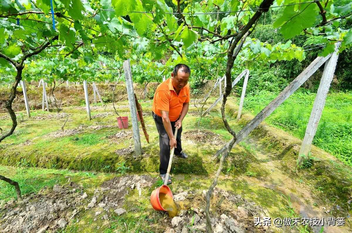 氮肥是什么肥（常见氮肥的分类、肥料特性与正确使用方法） 养花知识 第9张