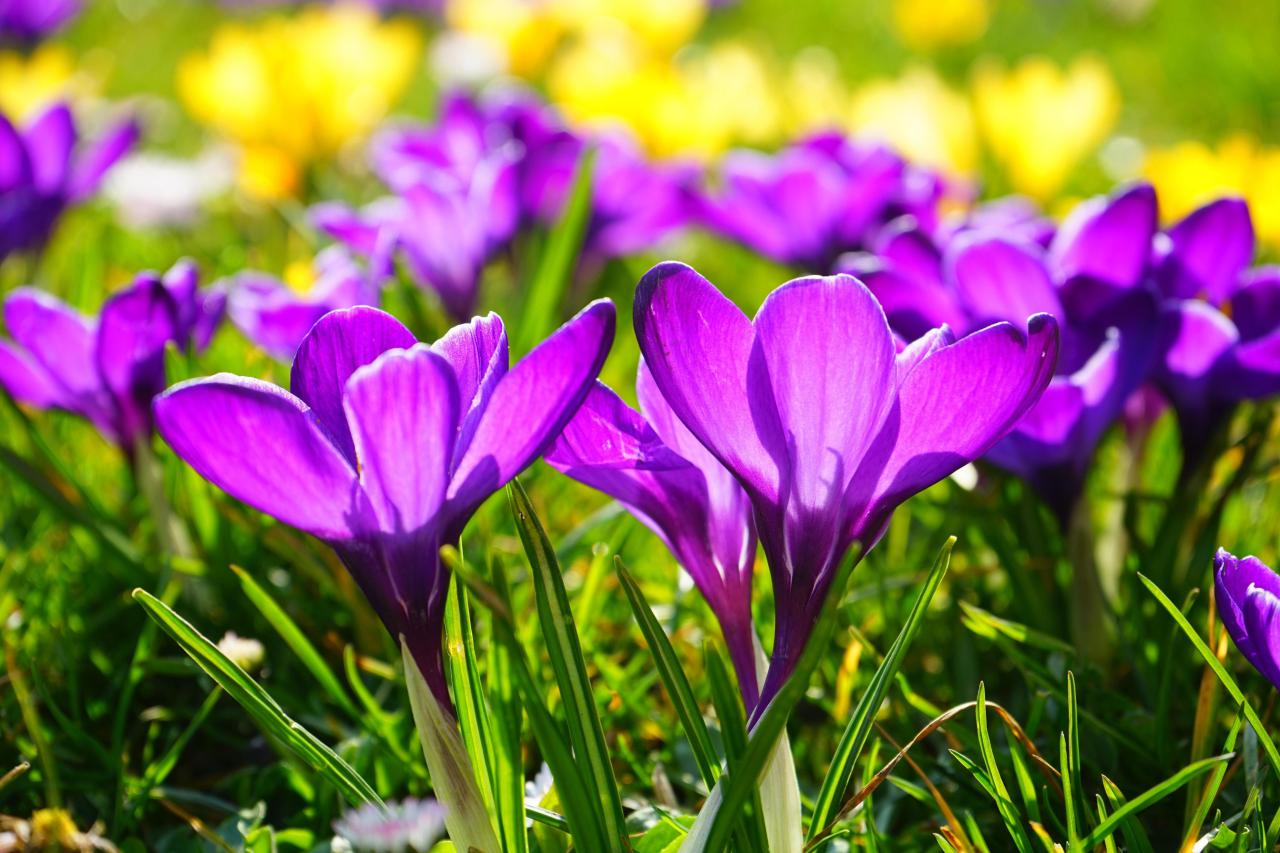 紫罗兰花语（紫罗兰的花语和寓意） 植物百科 第1张