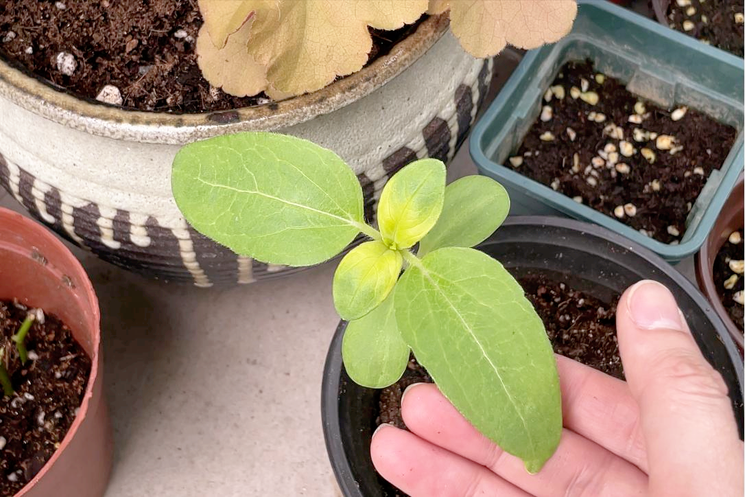 向日葵种植时间和方法（向日葵种植方法和注意事项） 养花知识 第5张