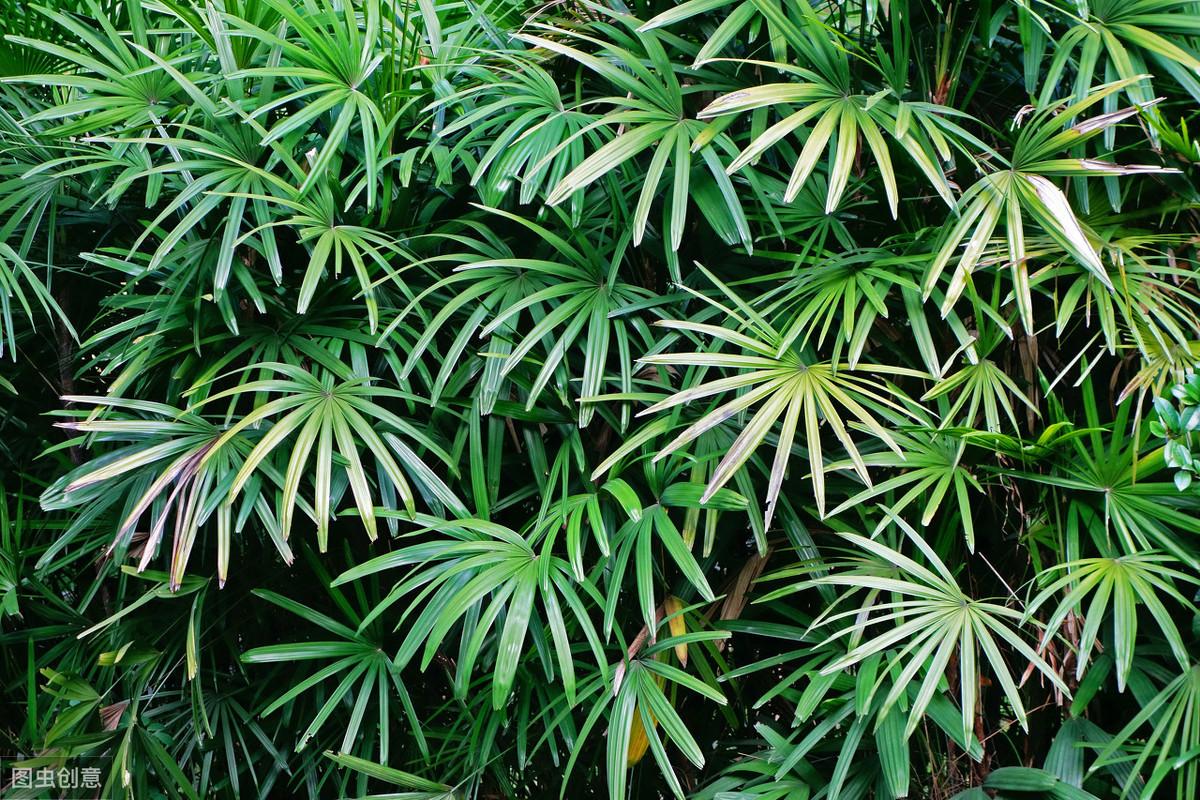 棕竹的养殖方法和注意事项 绿植养护 第2张