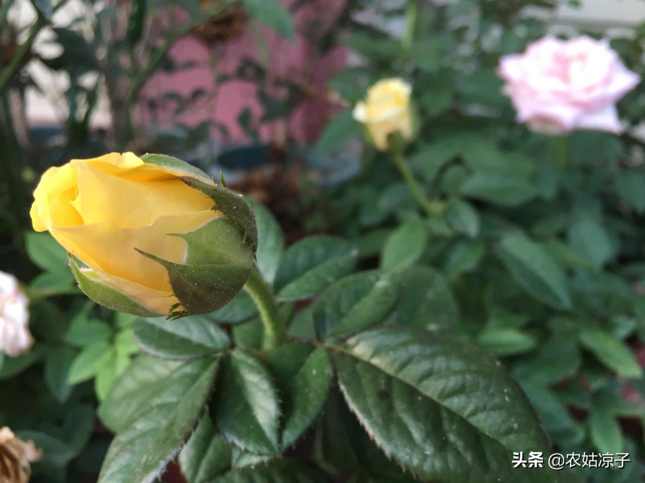 月季花叶子发黄枯萎是怎么回事（原因和补救方法） 养花知识 第1张