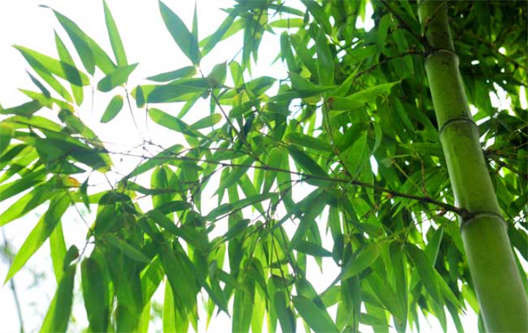 竹子是什么类型的植物（竹子属于木本还是草本） 植物百科 第2张