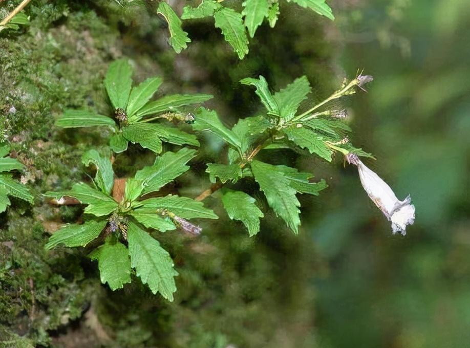 石吊兰的功效与作用（石吊兰资料介绍及其药用价值） 植物与健康 第2张