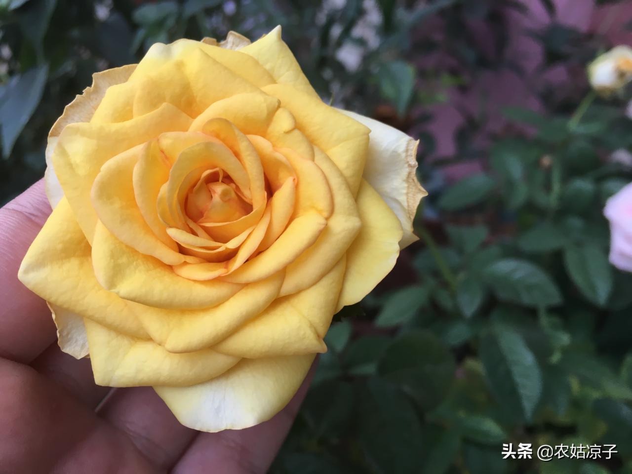 月季花叶子发黄枯萎是怎么回事（原因和补救方法） 养花知识 第3张