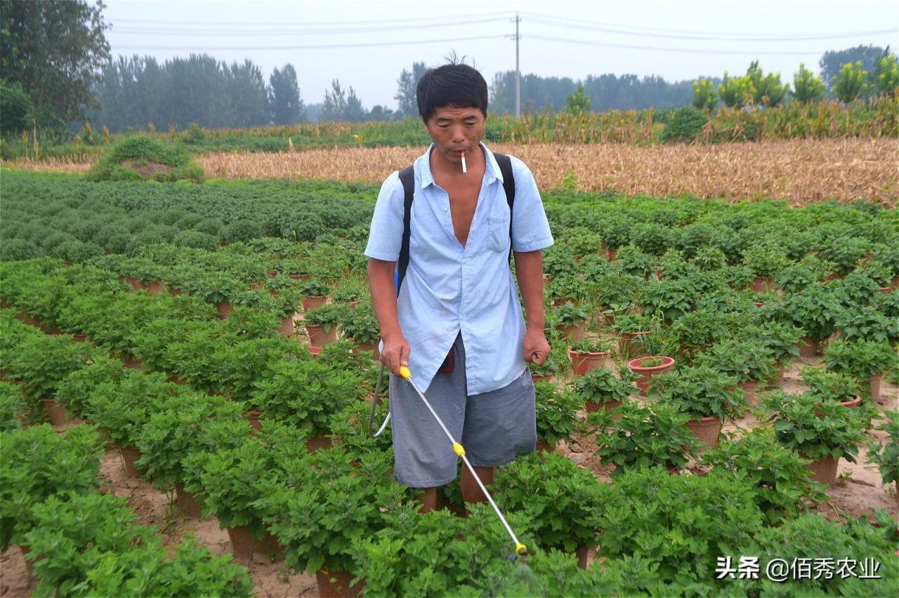 菊花叶子发黄干枯咋回事（分享3种有效防治技巧） 养花知识 第5张