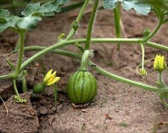 西瓜种植技术与管理方法（附详细栽培技术要点） 绿植养护 第5张