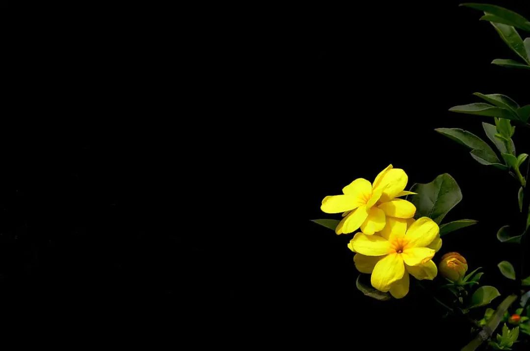 迎春花的样子（迎春花图片和特征介绍） 植物百科 第13张