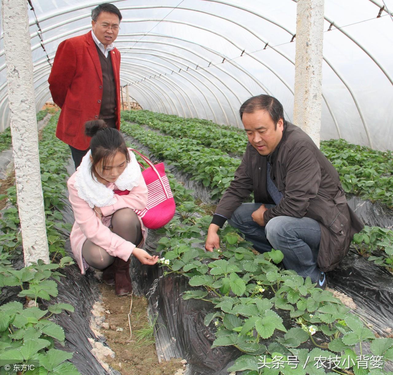 草莓的栽培方法（草莓的种植方法及时间） 绿植养护 第4张