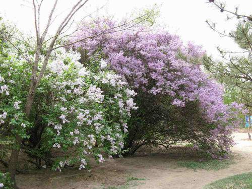 丁香是什么样子的（丁香花图片和资料介绍） 植物百科 第3张