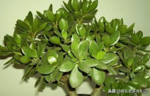 玉树掉叶子是什么原因（玉树掉叶子一碰就掉怎么补救） 多肉植物 第4张