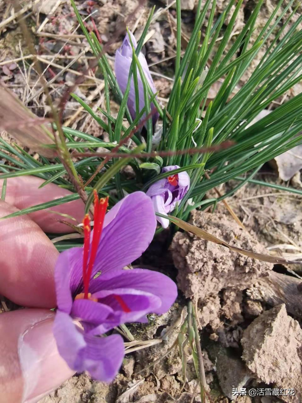 藏红花怎么辨别真假好坏（非专业人士都会的辨别方法） 植物百科 第1张