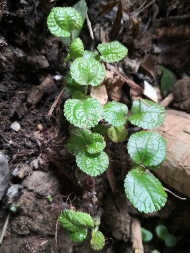 薄荷怎样扦插繁殖（薄荷的扦插养殖方法和注意事项） 绿植养护 第4张