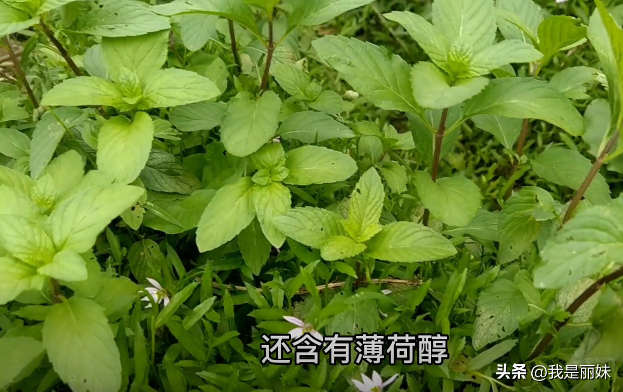 薄荷泡水喝有什么好处（薄荷叶泡水喝的功效与作用） 植物与健康 第2张