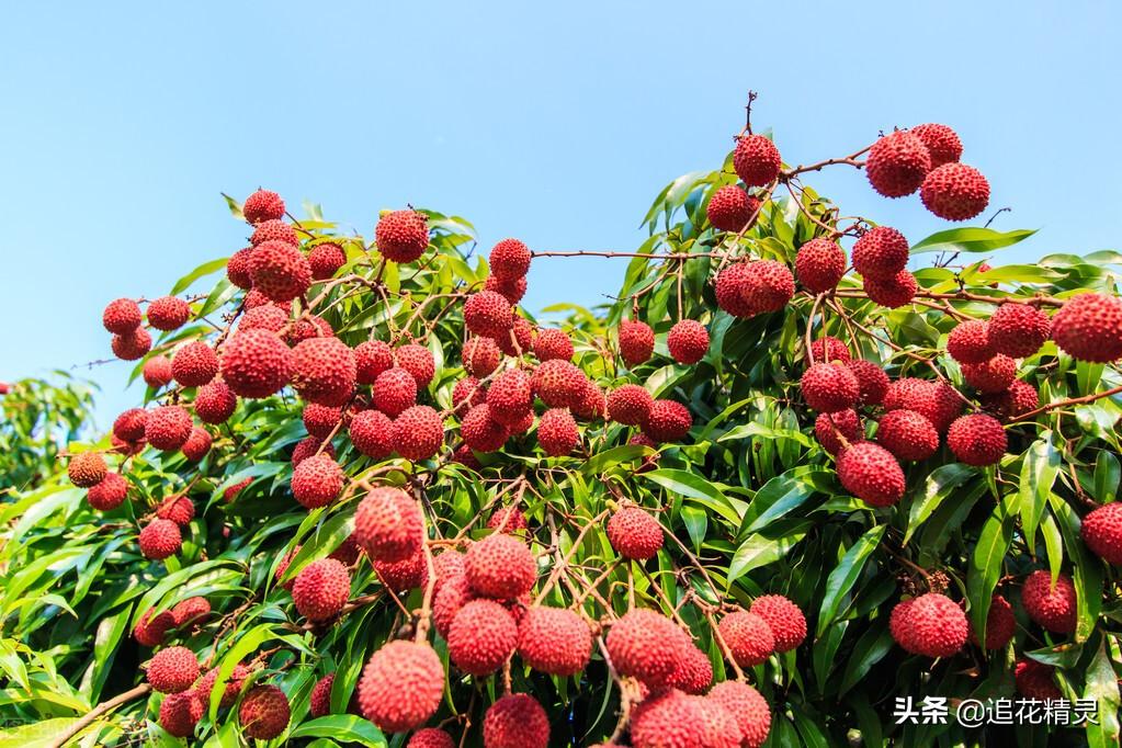 荔枝什么时候成熟季节（荔枝各品种的成熟时间表） 植物百科 第3张