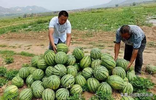 西瓜的种植方法和管理技术 绿植养护 第18张