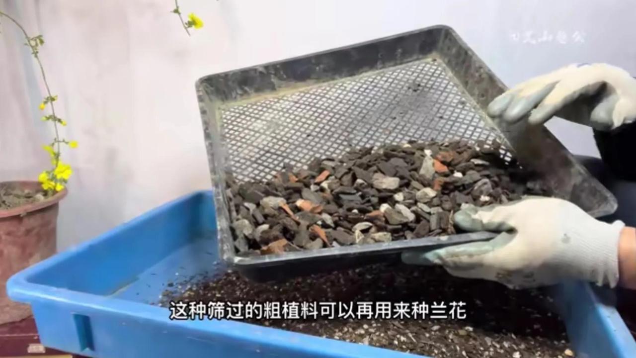 养兰花用什么土最好（兰花最佳的植料配比） 养花知识 第1张