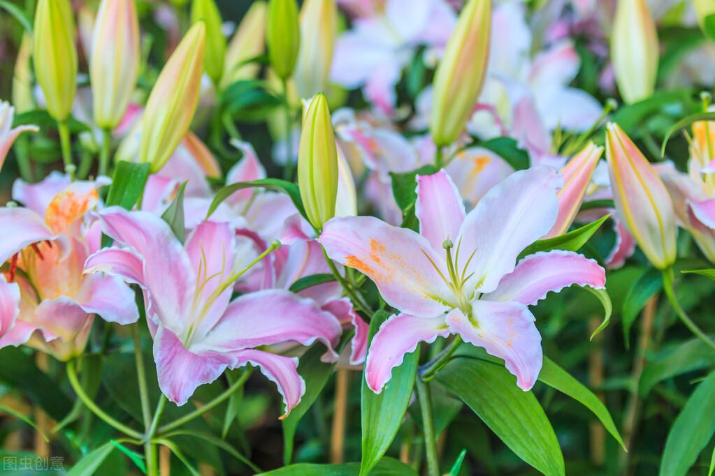 百合开花季节和时间（百合花期和养护技巧） 养花知识 第1张