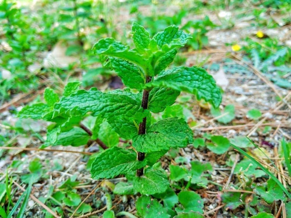 薄荷的种类有几种（薄荷品种大全） 植物百科 第8张