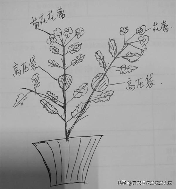 菊花夏天怎么养护（菊花夏季养护要点和注意事项） 养花知识 第7张