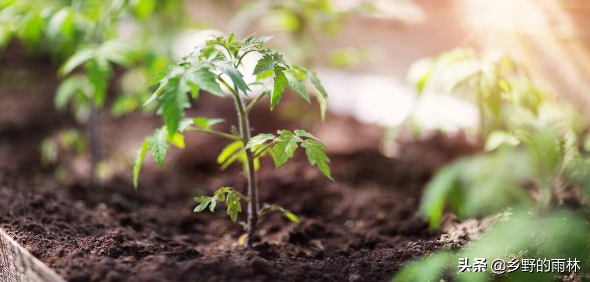 西红柿全程种植技术（西红柿的种植流程） 绿植养护 第4张