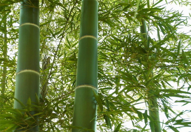 竹子是什么类型的植物（竹子属于木本还是草本） 植物百科 第1张