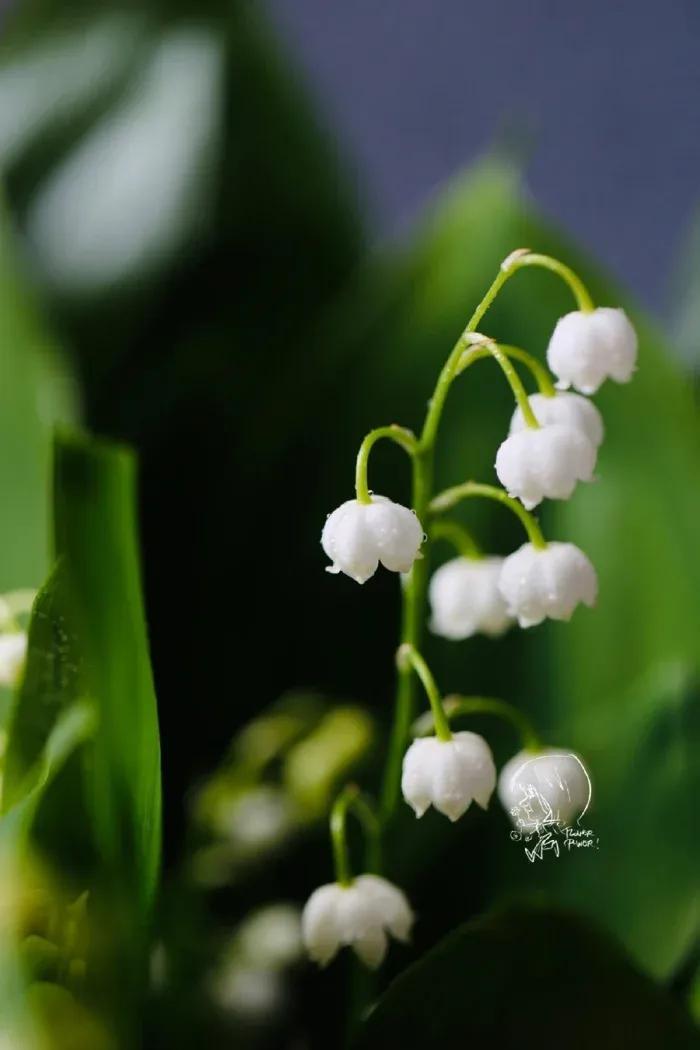 铃兰花语是什么（铃兰花语象征与寓意） 植物百科 第3张