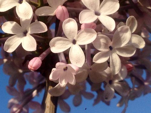 丁香是什么样子的（丁香花图片和资料介绍） 植物百科 第1张