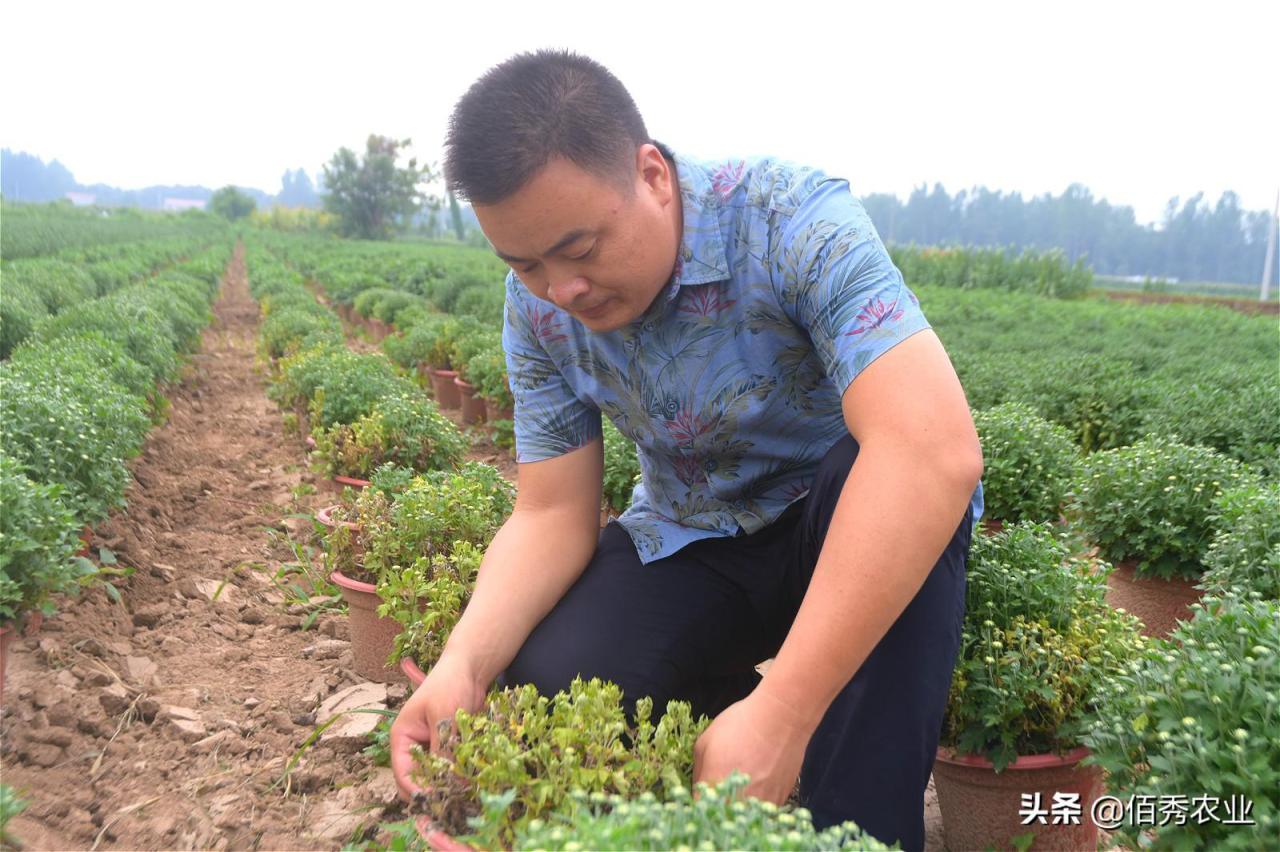 菊花叶子发黄干枯咋回事（分享3种有效防治技巧） 养花知识 第3张