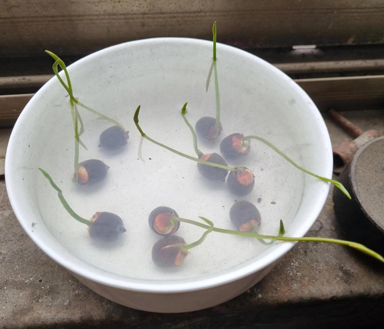 莲藕种植技术莲藕种植方法（具体步骤与注意事项） 绿植养护 第10张